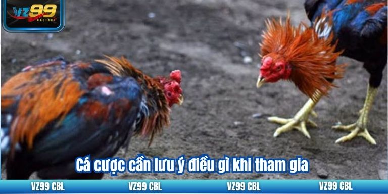 Đá gà thomo VZ99: Kinh nghiệm cá cược hiệu quả 4 Cá cược cần lưu ý điều gì khi tham gia