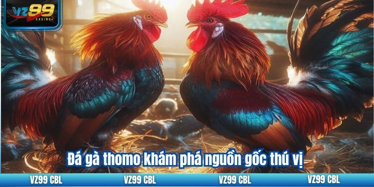 Đá gà thomo VZ99: Kinh nghiệm cá cược hiệu quả 2 Đá gà thomo khám phá nguồn gốc thú vị