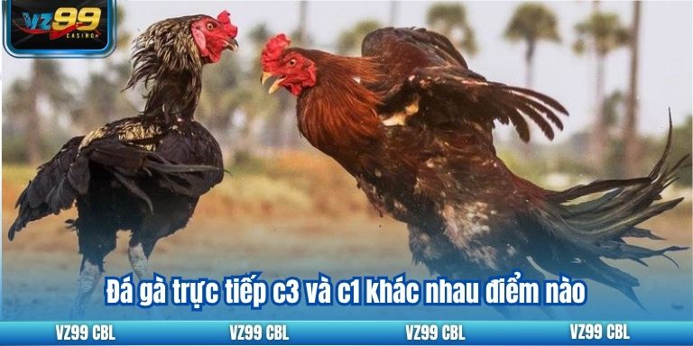 Trực Tiếp Đá Gà C1: Trận Đấu Đỉnh Cao Hấp Dẫn Tại VZ99 4 Đá gà trực tiếp c3 và c1 khác nhau điểm nào