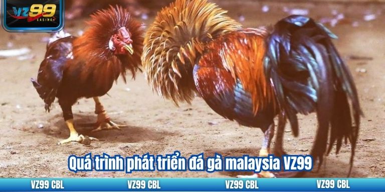 Đá Gà Malaysia VZ99 Hướng Dẫn Cá Cược 2 Quá trình phát triển đá gà malaysia VZ99